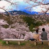 桜の木の下で…。