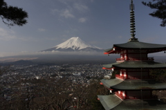 桜の時が来る前に…