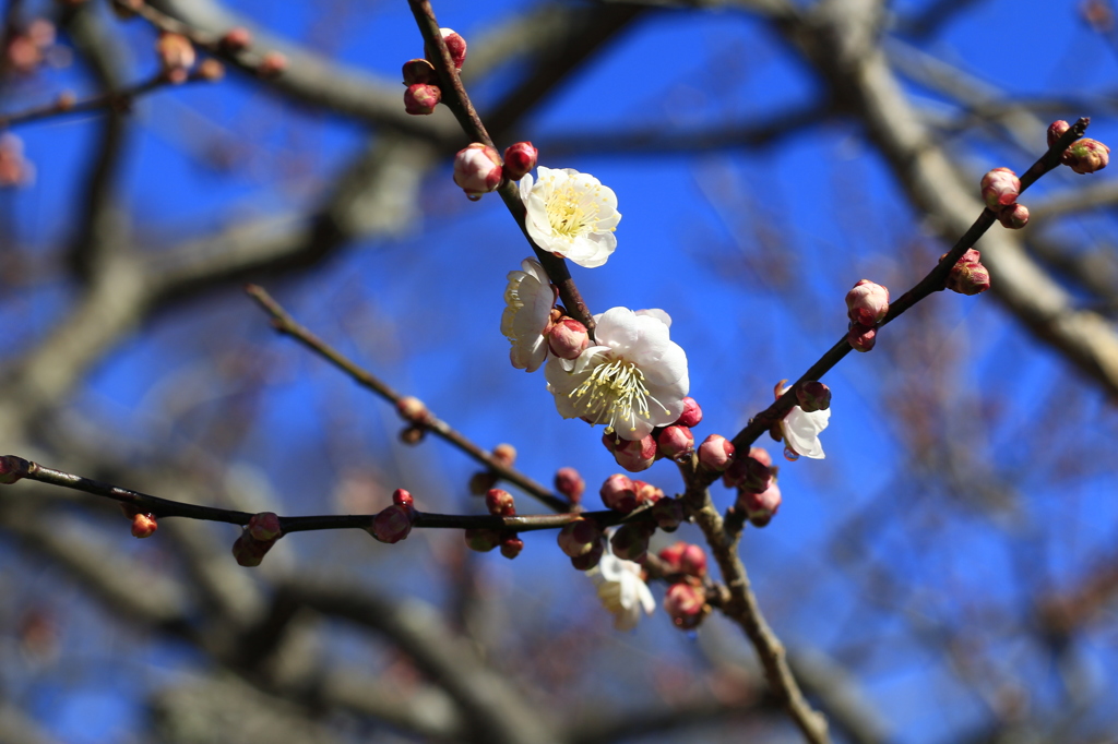 蕾と花と青空