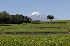 青と緑が出逢うとき。