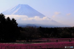 霞む富士、芝桜を見下ろす