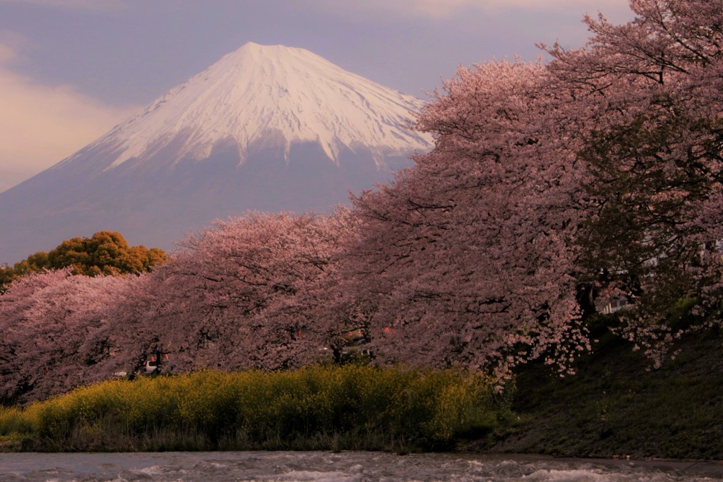 桜の時