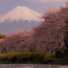 桜の時