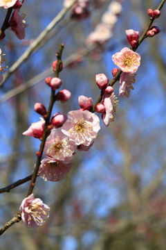 河津桜も…