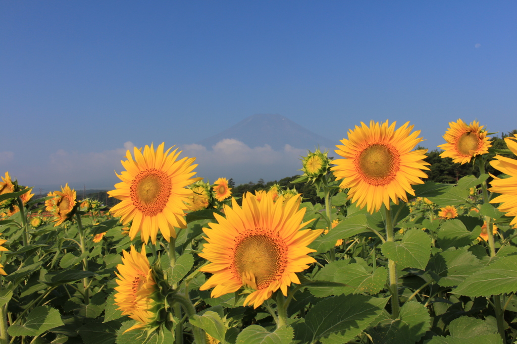 向日葵の目覚め