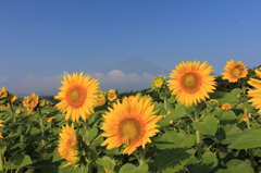 向日葵の目覚め