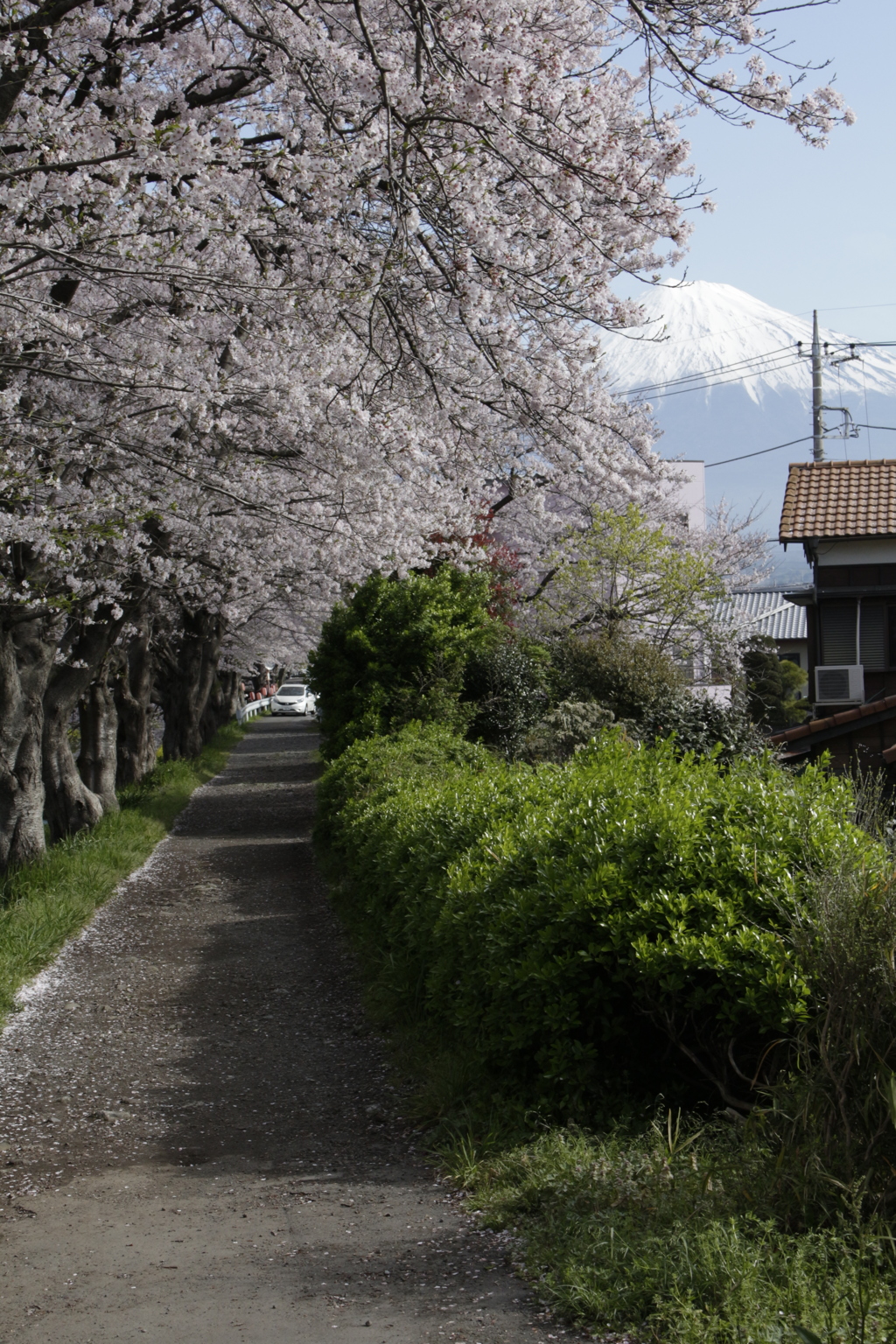 桜並木の帰り道