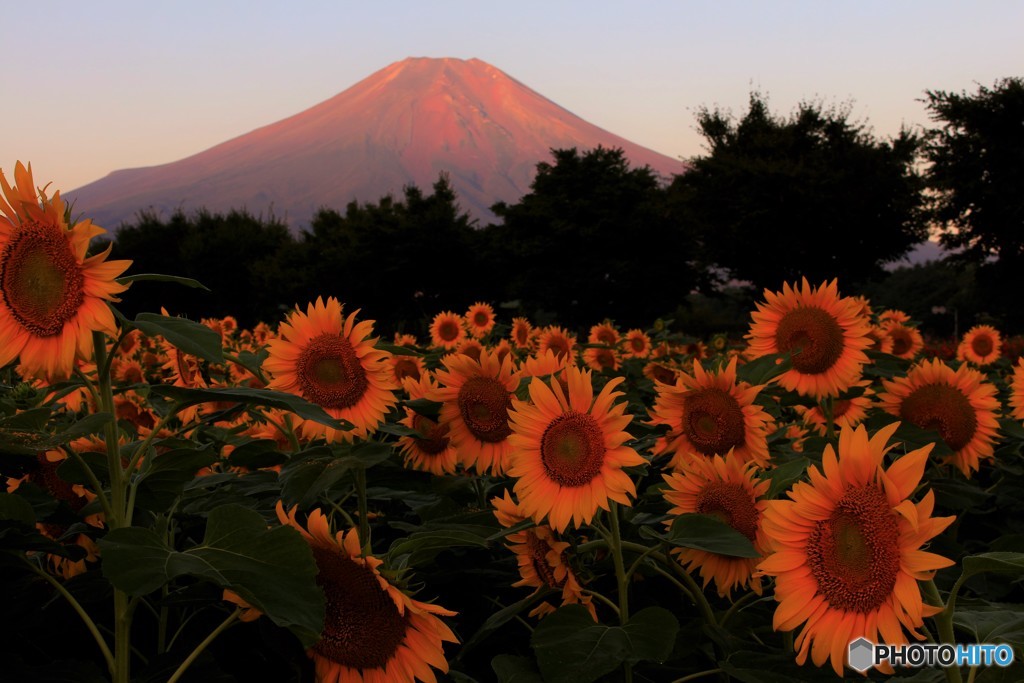 目覚めの向日葵、そして朱き山肌。