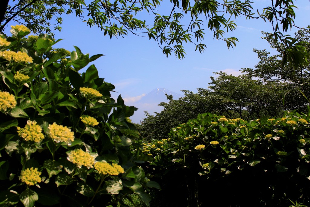 これから見ごろを迎える花と…。