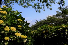 これから見ごろを迎える花と…。