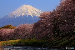 蒼空の下、咲き誇る。