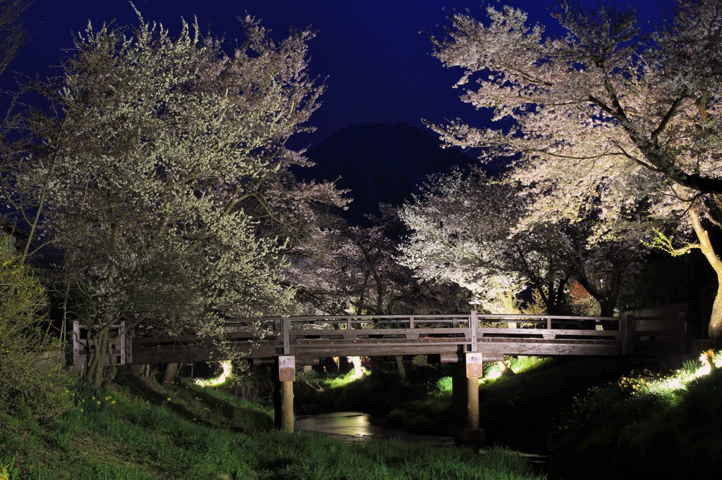 振り返れば…夜桜。