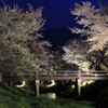 振り返れば…夜桜。