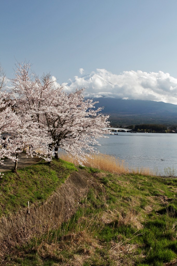 湖と桜、そして富士　其之二