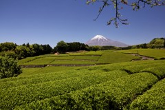 2017.2.23 富士山の日～Ver 静岡～