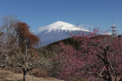 一足早い春の訪れ