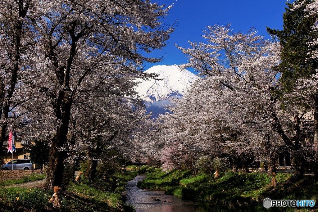 今年最後の桜の時