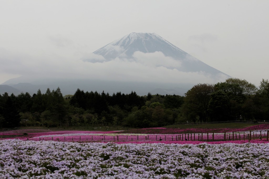 来年こそは…