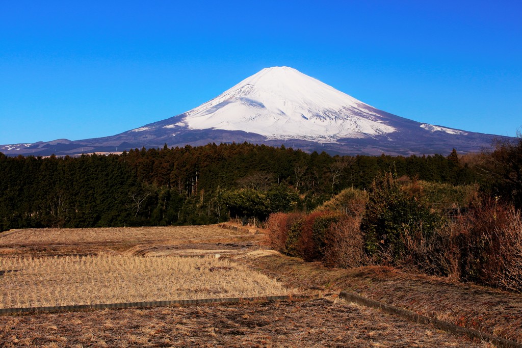 春を待つ朝