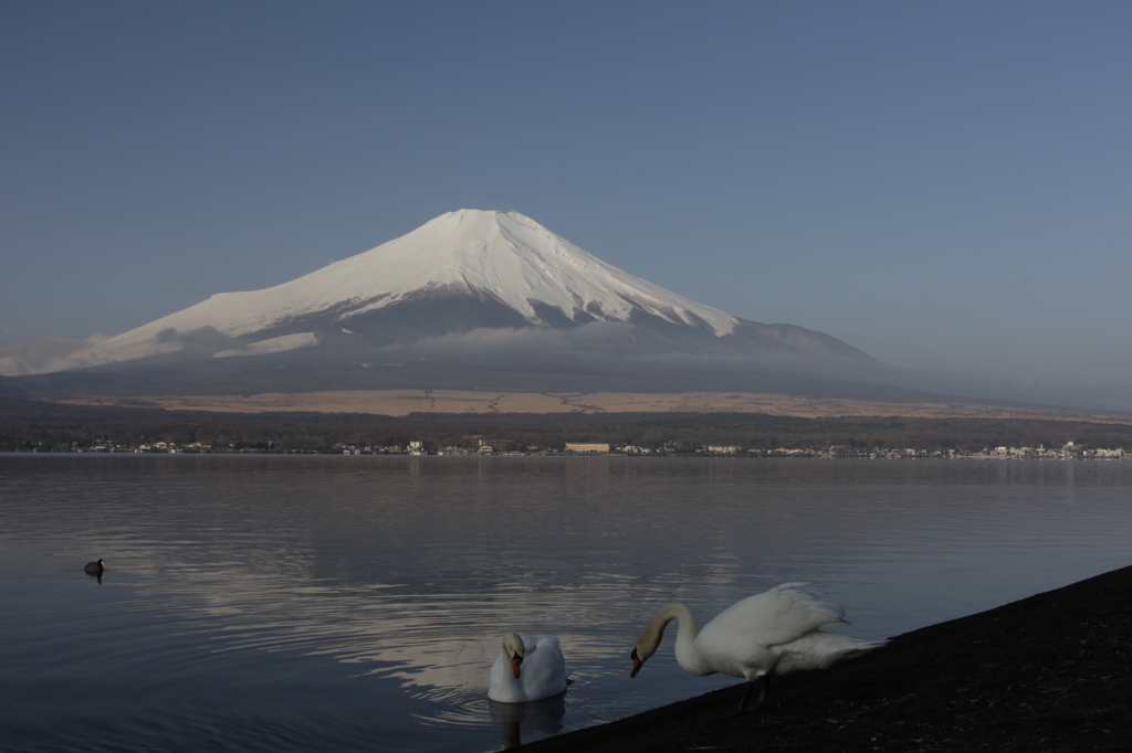 春霞の富士と、白鳥