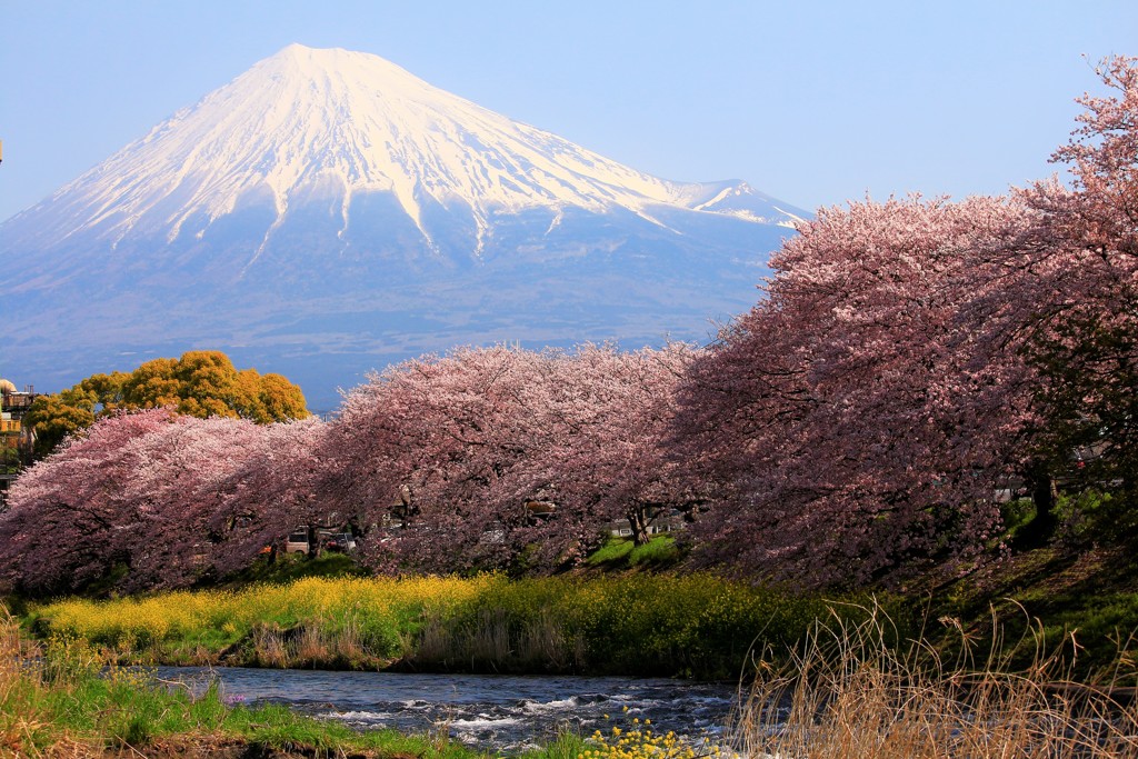 一年ぶりの桜の時