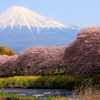 一年ぶりの桜の時