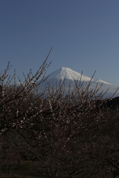 わずかに残った花と…