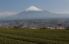 これぞ静岡！な風景。