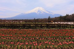 この公園にも、春が来た！