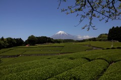 何処までも、緑広がる。