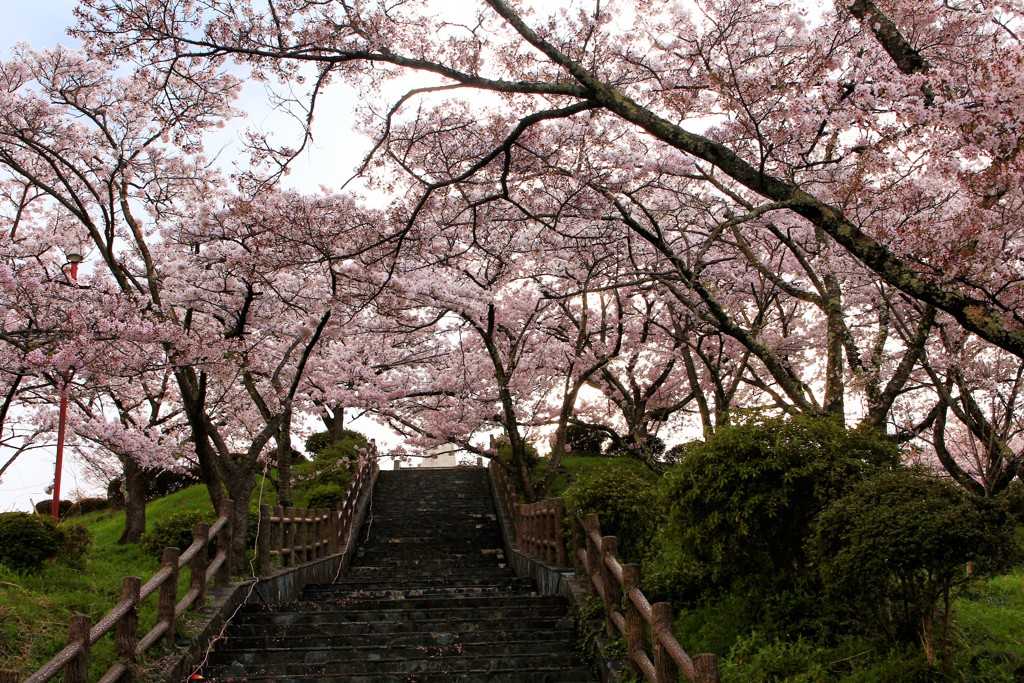 満開の桜に、会いに行く。～山梨編～