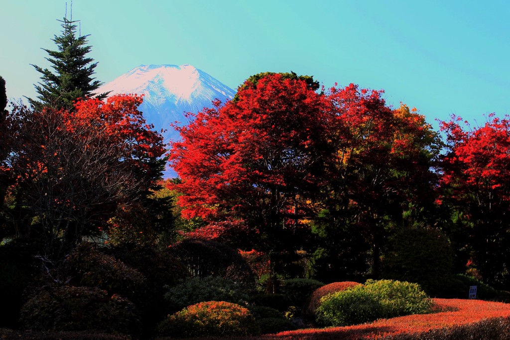 彩りの庭園