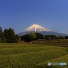 蒼空の下、佇む緑。