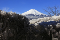 樹氷を見つけた。
