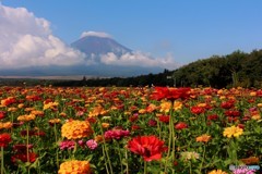 晩夏の朝、朝陽を浴びて…。