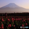 チューリップの黄昏どき