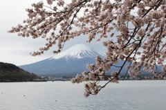 曇り空の下、咲き誇る。