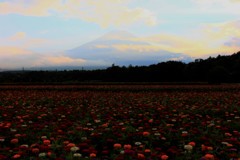 お花畑の夕暮れどき