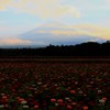お花畑の夕暮れどき