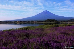 紫の湖畔の朝