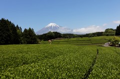 みどりの日、待ち望んだ景色！