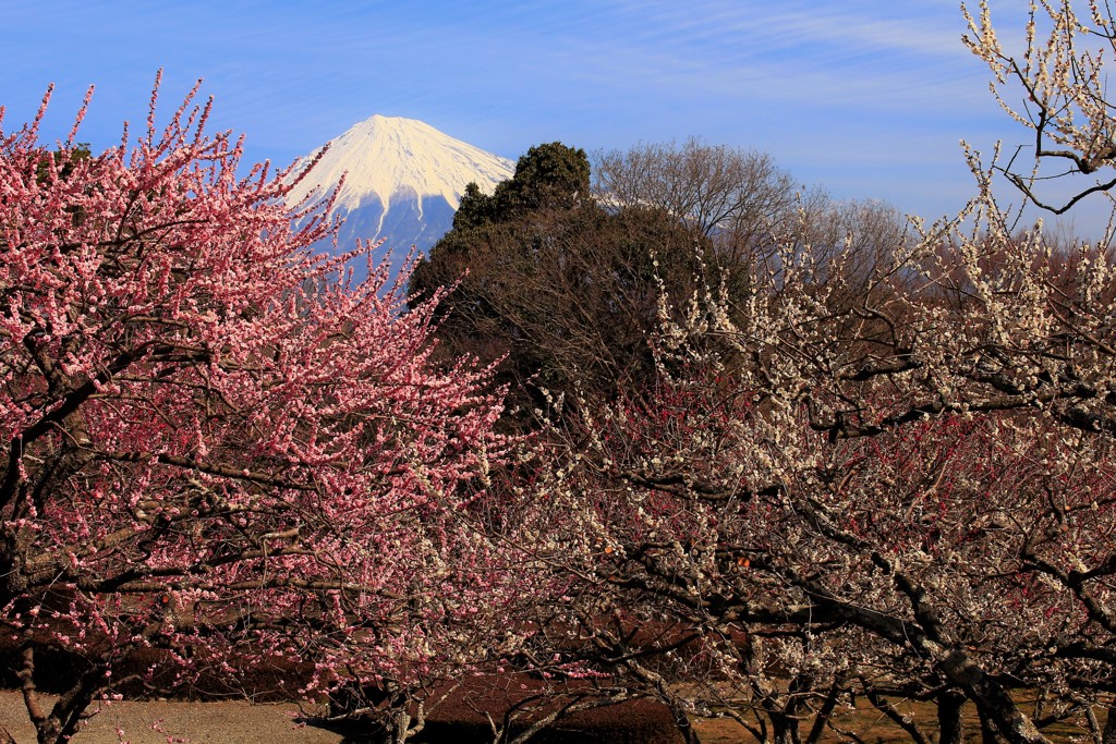 春本番の公園にて