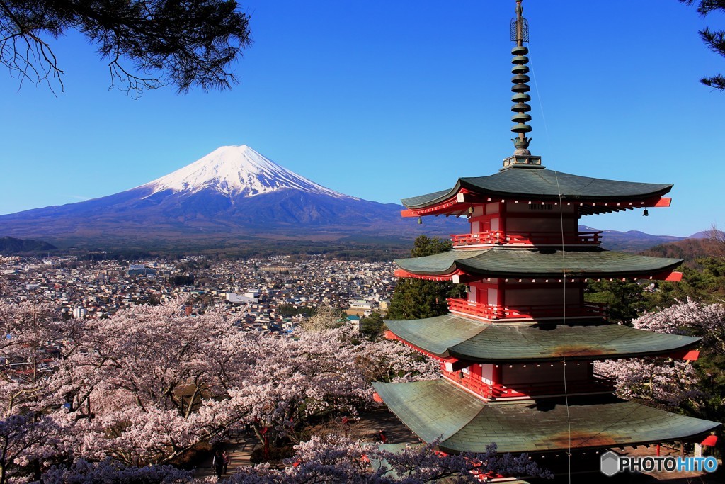 二年ぶりの桜と富士