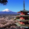 二年ぶりの桜と富士