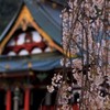 枝の向こうでひっそり佇む。