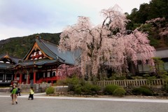 曇り空の下、力強く咲き誇る。