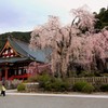 曇り空の下、力強く咲き誇る。