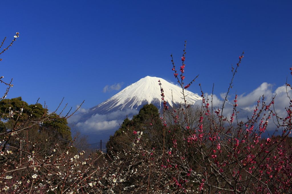赤と白、青と白