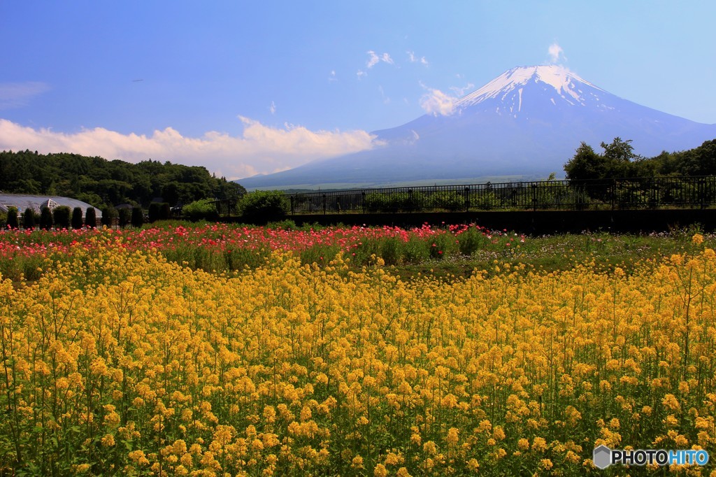 昼下がりの花畑 其之二