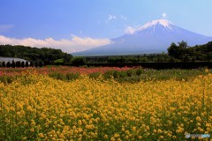 昼下がりの花畑 其之二